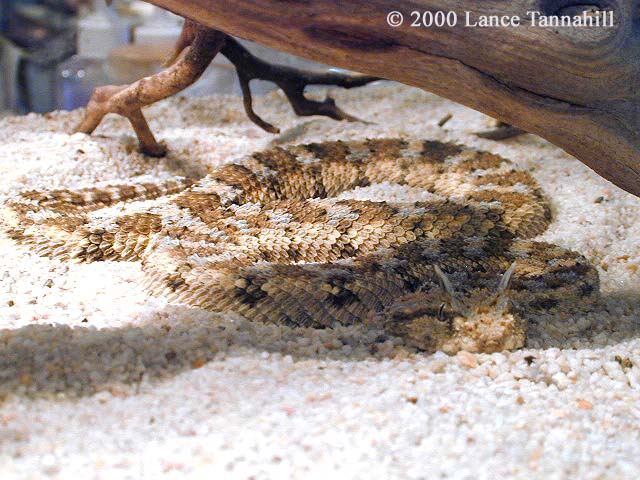 serp horned viper 01a.jpg [77 Kb]
